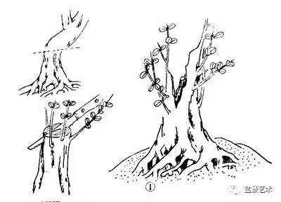 盆景艺术树桩盆景造型之蓄干