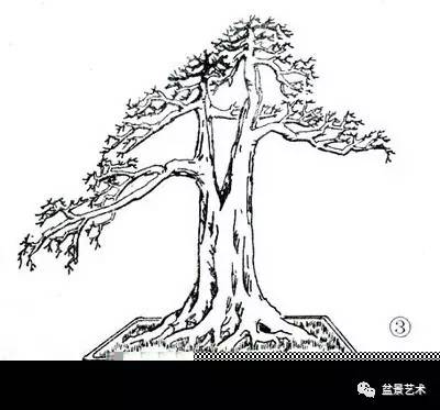 树桩盆景怎么造型之蓄干方法
