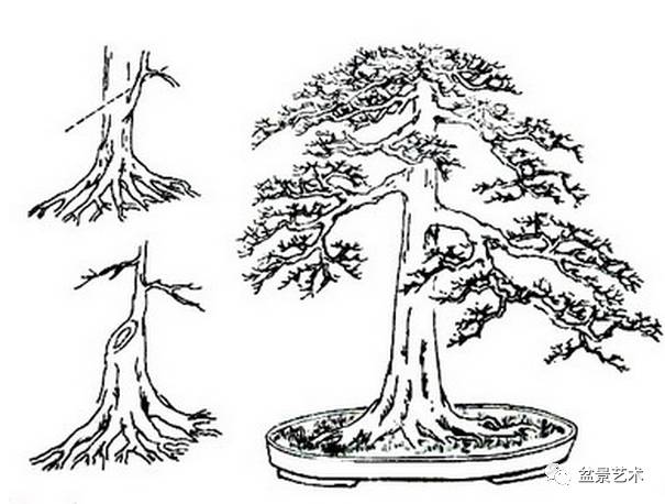 树桩盆景怎么造型之蓄干方法