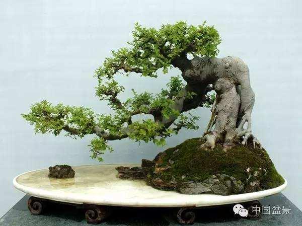 “盆景达人”的梦中家园