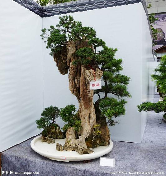 比花还美的蔬菜盆景,赶紧在家养一盆吧!