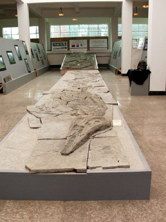 秀美的盆景会说话 精美的石头会唱歌