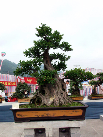 秀美的盆景会说话 精美的石头会唱歌