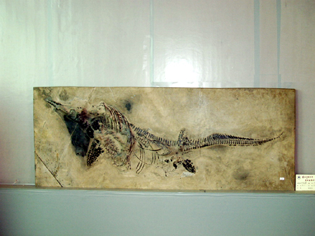 秀美的盆景会说话 精美的石头会唱歌