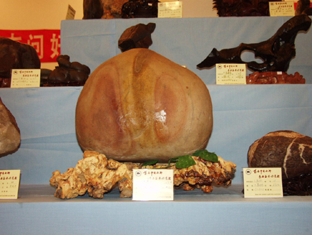 秀美的盆景会说话 精美的石头会唱歌