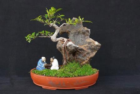 盆景雅石展展期日近 石迷陈村寻宝68万买块石头