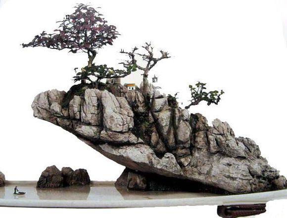 磐安花痴 石头缝里挖出500多盆景