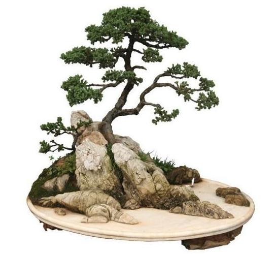 石头山&ldquo;种&rdquo;出盆景园