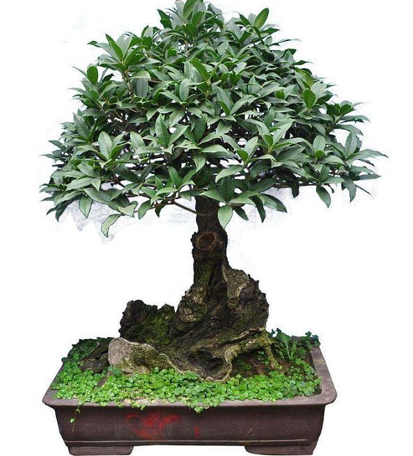 盆景园老板离奇死亡