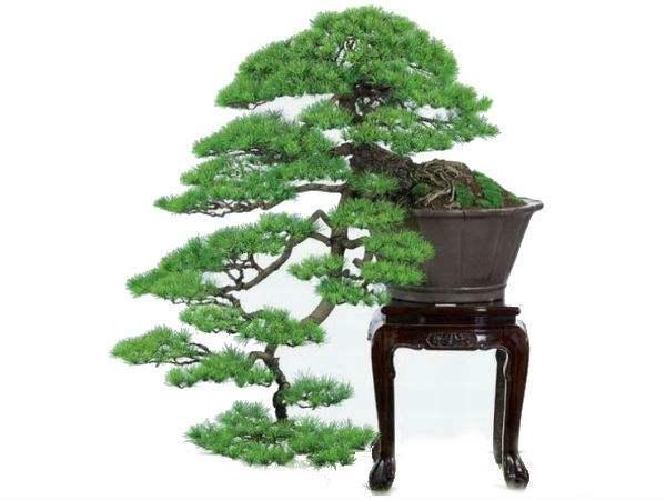 [株洲]549岁古树被盗挖死亡后