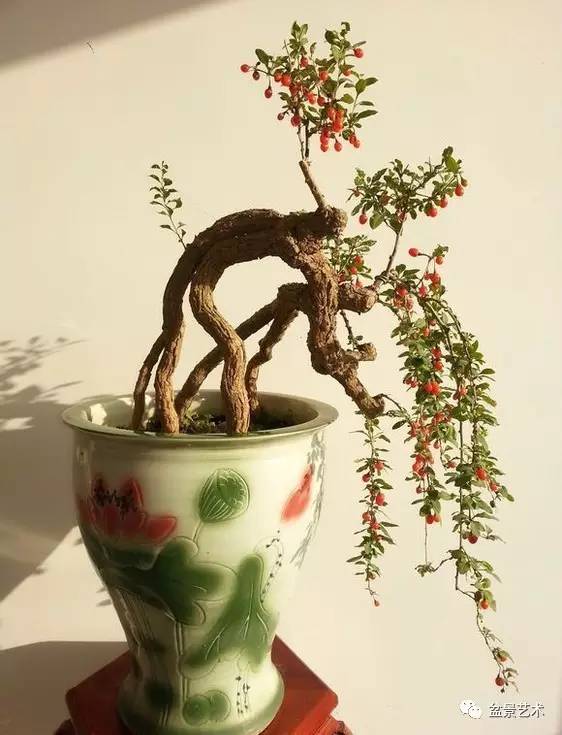 【盆景艺术】枸杞盆景制作方法