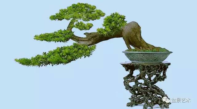 盆景是一门艺术它的本质要求是艺术美的创造