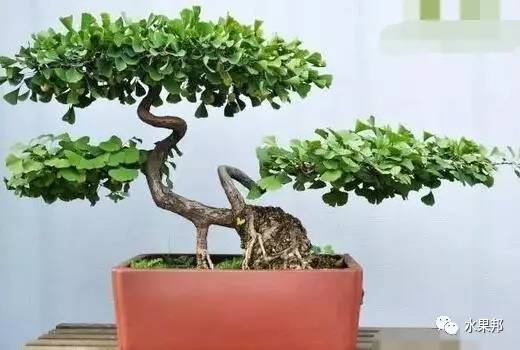 银杏盆景的制作与日常养护