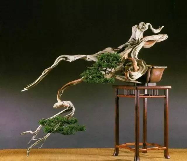 中国盆景五大流派 谁更胜一筹？