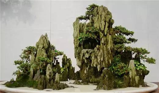 中国盆景五大流派 谁更胜一筹？