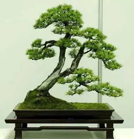 中国盆景五大流派 谁更胜一筹？