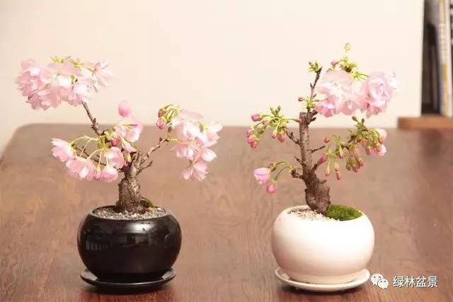 樱花树很美,如果制作成了盆景观赏会更美的