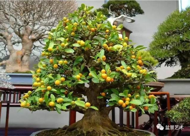 【盆景艺术】有关山桔盆景的栽培方法