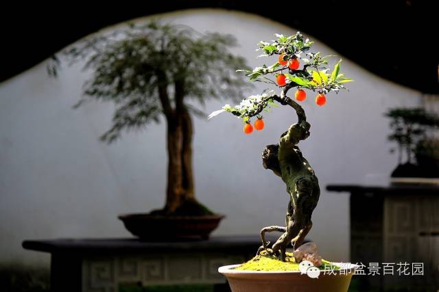 盆景造型的棕丝法与金属丝法