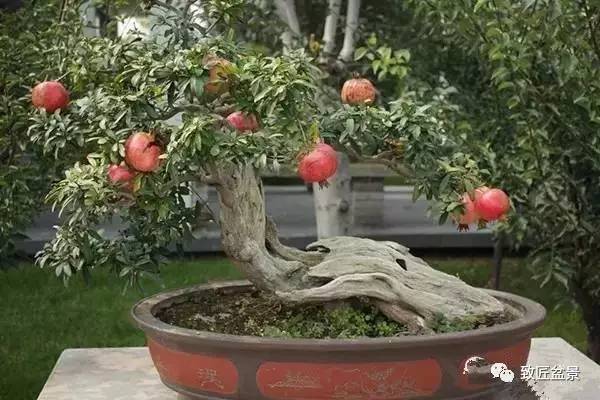 石榴盆景,你知道它日常养护5点吗?