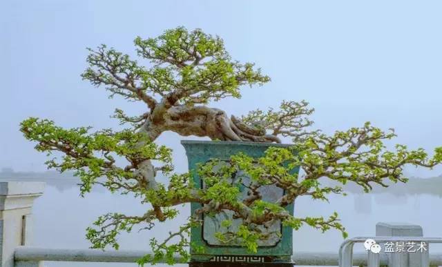 岭南盆景艺术的鉴赏
