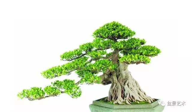 榕树盆景的形态特征