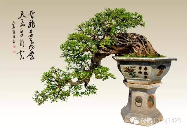 中国盆景历经千年为何仍然如此动人?