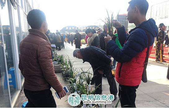 第三届云南新益洲兰花盆景展在云南新益洲花鸟市场启幕