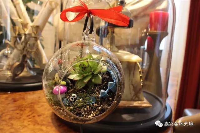 多肉植物盆景创意DIY 与金地艺境共赴美好春光