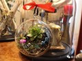 多肉植物盆景创意DIY 与金地艺境共赴美好春光