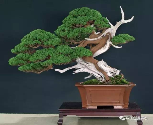 能入世界前三甲之列的华人盆景展是哪家？