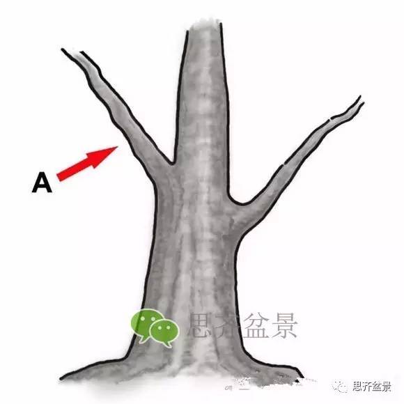 盆景截口怎么处理的技术