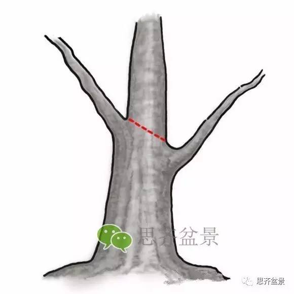 盆景截口怎么处理的技术