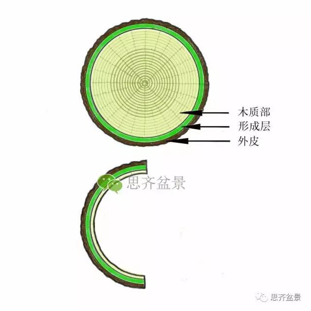盆景截口怎么处理的技术