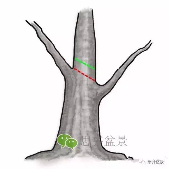 盆景截口怎么处理的技术