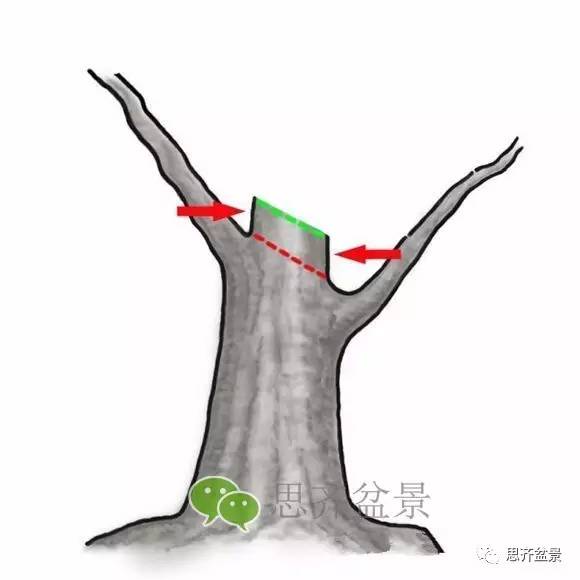 盆景截口怎么处理的技术
