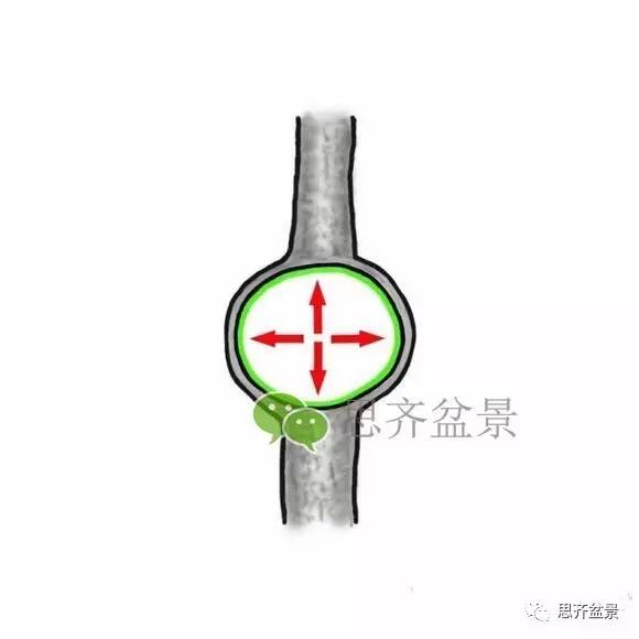 盆景截口怎么处理的技术