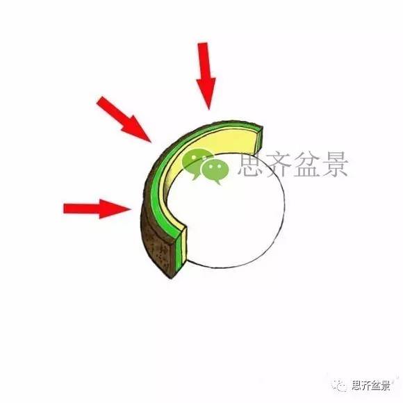 盆景截口怎么处理的技术