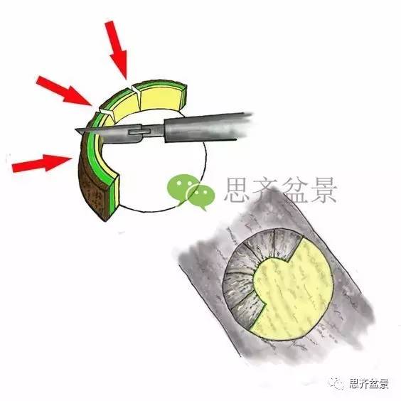 盆景截口怎么处理的技术