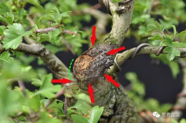 盆景截口怎么处理的技术