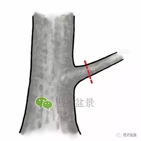 盆景截口怎么处理的技术