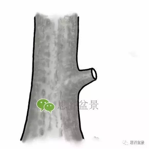 盆景截口怎么处理的技术