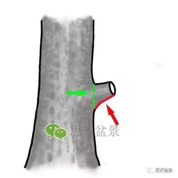 盆景截口怎么处理的技术