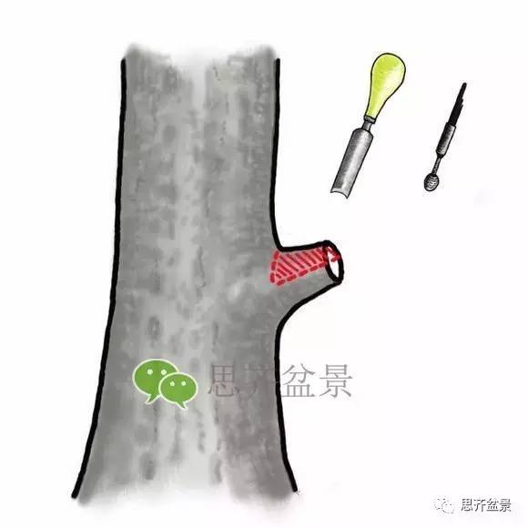 盆景截口怎么处理的技术