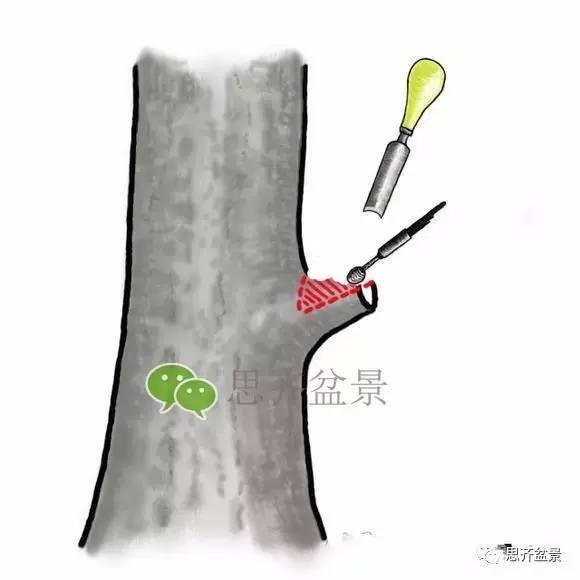 盆景截口怎么处理的技术