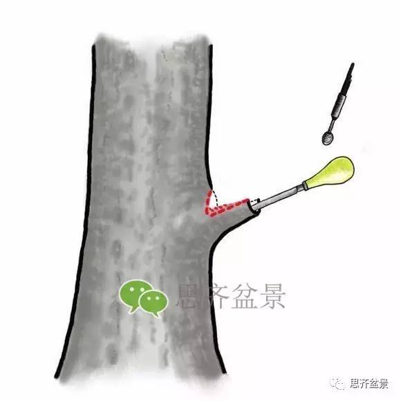 盆景截口怎么处理的技术