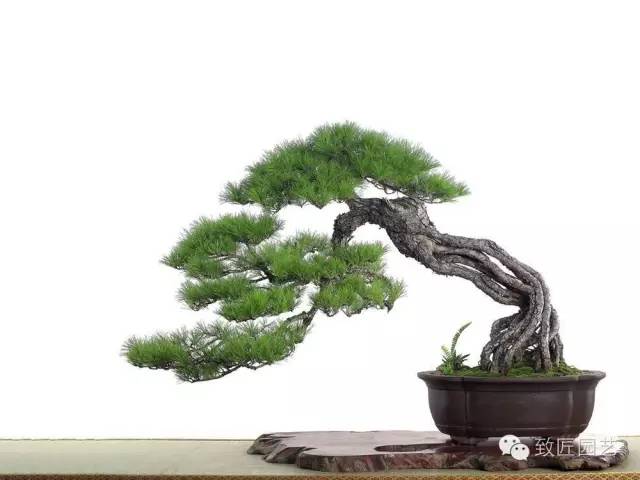 浅谈树木盆景的造型阶段