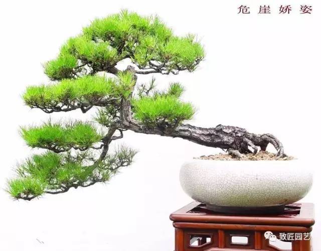 韩学年他的盆景 很多价值百万