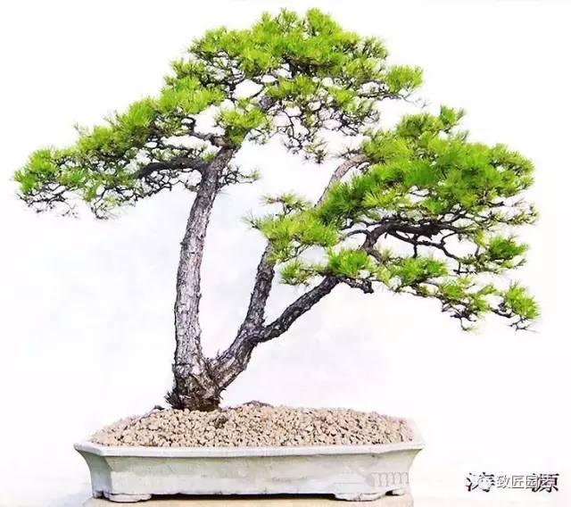 韩学年他的盆景 很多价值百万