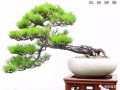 韩学年他的盆景 很多价值百万